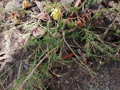 Portulaca grandiflora