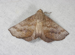 Mnesampela comarcha