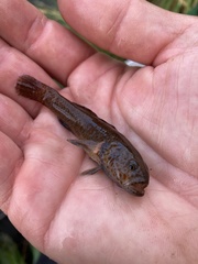 Gobiomorphus breviceps