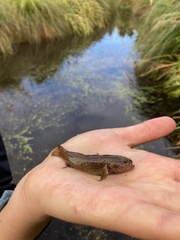 Gobiomorphus breviceps