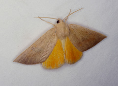 Mnesampela heliochrysa