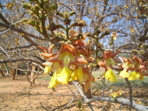 Kashmir tree