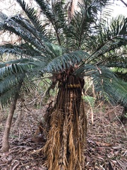 Cycas megacarpa