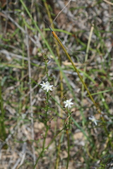 Caesia micrantha