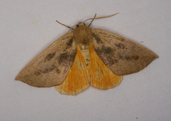 Mnesampela heliochrysa