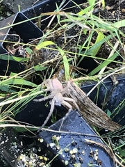 Neosparassus salacius