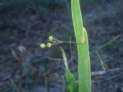 Acacia willdenowiana