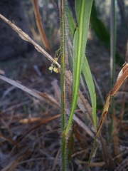 Acacia willdenowiana