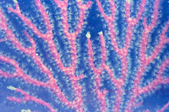 Melithaea