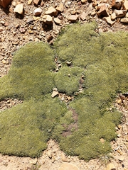 Azorella diapensioides