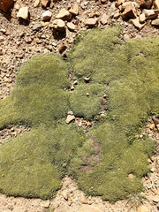 Azorella diapensioides