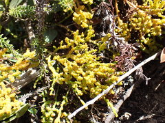 Hagnothesium