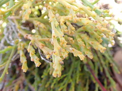 Hagnothesium