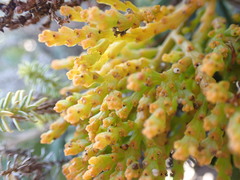 Hagnothesium