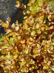 Epilobium macropus
