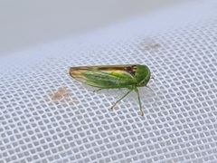 Viridicerus ustulatus