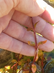 Epilobium macropus
