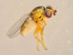 Thaumatomyia notata