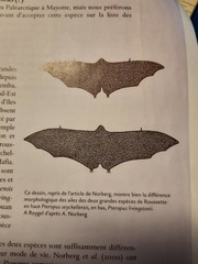 Pteropus livingstonii