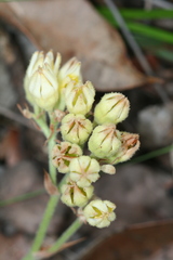 Conostylis aculeata