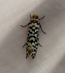 Moerarchis clathrata