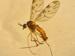 Sylvicola cinctus