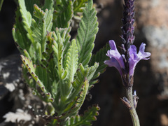 Lavandula minutolii