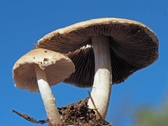 Psathyrella spadiceogrisea