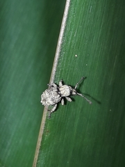 Brachyolus punctatus