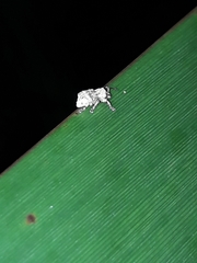 Brachyolus punctatus