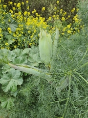 Ferula communis