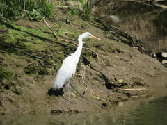 Ardea alba