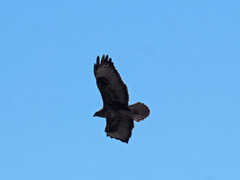 Buteo buteo insularum