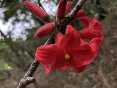 Brachychiton bidwillii