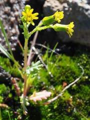 Senecio teneriffae