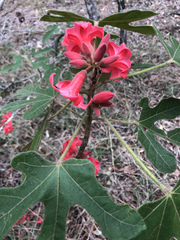 Brachychiton bidwillii