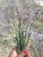 Elegia tectorum