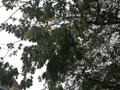 Adenanthera pavonina