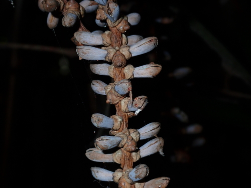 Caryota mitis