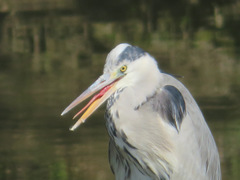 Ardea cinerea