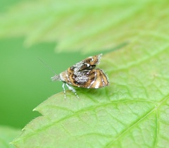 Prochoreutis inflatella