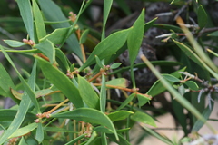 Hakea oleifolia