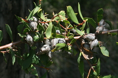 Hakea oleifolia