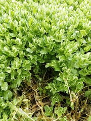 Stellaria weddellii