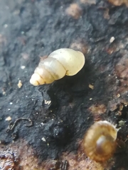 Carychium tridentatum