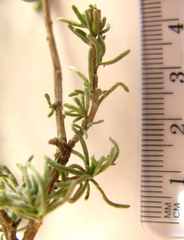 Eriocephalus punctulatus