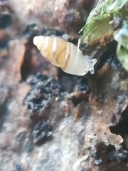 Carychium tridentatum