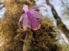 Pleione