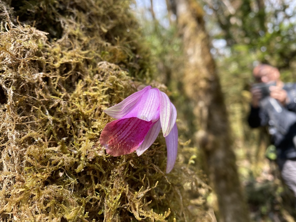 Pleione arunachalensis