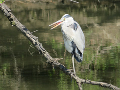 Ardea cinerea